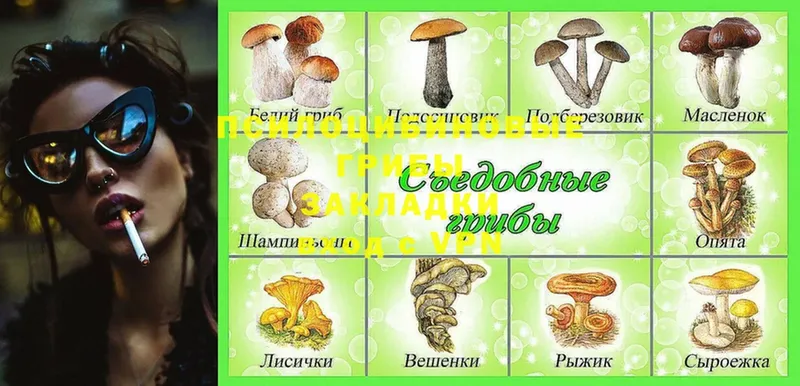 Псилоцибиновые грибы GOLDEN TEACHER  купить закладку  Минусинск 